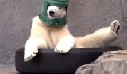 沙雕吃瓜爆料视频下载,一场网络爆料的狂欢盛宴